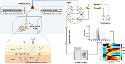 Pharmacokinetic and pharmacodynamic studies of nicotine in rat brain: a simultaneous investigation of nicotine metabolites and the release of neurotransmitters in vivo